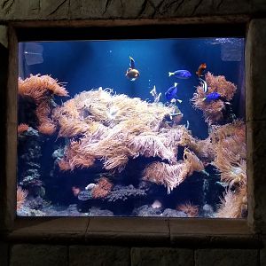 Long Island Aquarium - Best Buddies tank