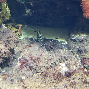 Long Island Aquarium - Best Buddies tank