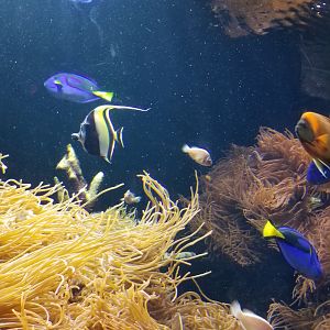 Long Island Aquarium - Best Buddies tank