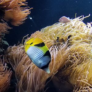 Long Island Aquarium - Best Buddies tank