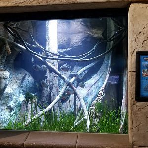 Long Island Aquarium - Red-bellied piranha tank