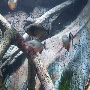 Long Island Aquarium - Red-bellied piranha tank