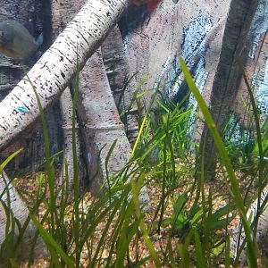 Long Island Aquarium - Red-bellied piranha tank