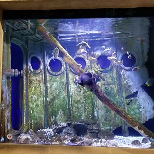 Long Island Aquarium - Shipwrecks tank