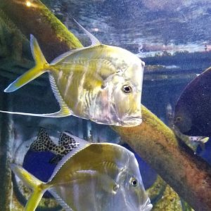 Long Island Aquarium - Shipwrecks tank