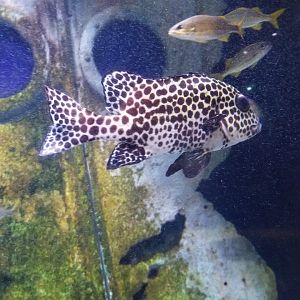Long Island Aquarium - Shipwrecks tank