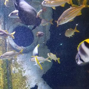 Long Island Aquarium - Shipwrecks tank