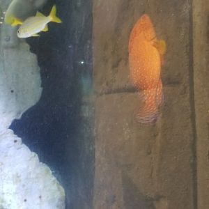 Long Island Aquarium - Shipwrecks tank