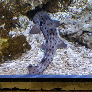 Long Island Aquarium - Shipwrecks tank