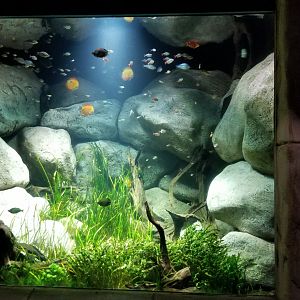 Long Island Aquarium - Discus tank