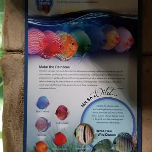 Long Island Aquarium - Discus tank