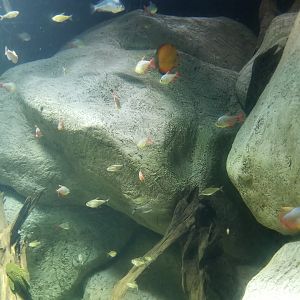 Long Island Aquarium - Discus tank
