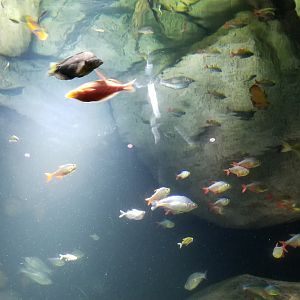 Long Island Aquarium - Discus tank