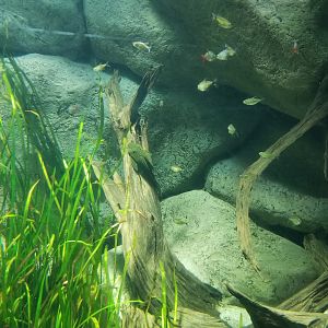 Long Island Aquarium - Discus tank