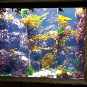 Long Island Aquarium - Rocky Shores tank