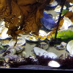 Long Island Aquarium - Rocky Shores tank