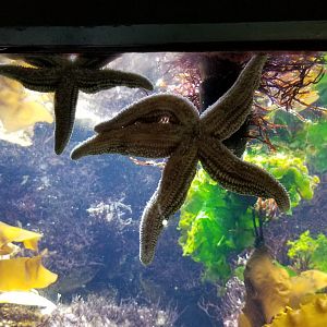 Long Island Aquarium - Rocky Shores tank