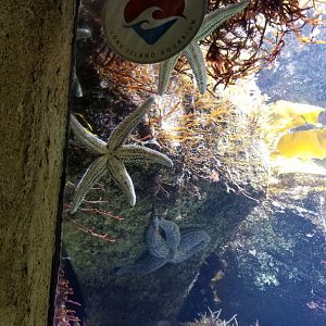 Long Island Aquarium - Rocky Shores tank