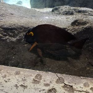 Long Island Aquarium - Lost City of Atlantis shark exhibit