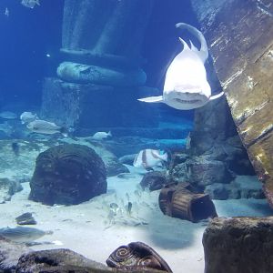 Long Island Aquarium - Lost City of Atlantis shark exhibit