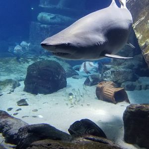 Long Island Aquarium - Lost City of Atlantis shark exhibit