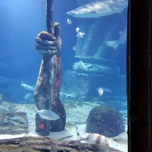 Long Island Aquarium - Lost City of Atlantis shark exhibit