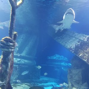 Long Island Aquarium - Lost City of Atlantis shark exhibit