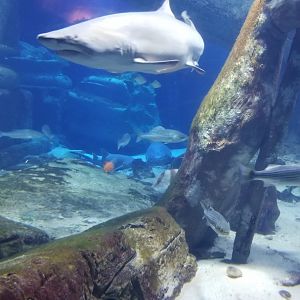 Long Island Aquarium - Lost City of Atlantis shark exhibit