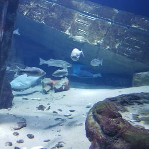 Long Island Aquarium - Lost City of Atlantis shark exhibit