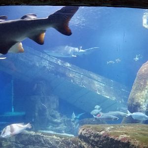 Long Island Aquarium - Lost City of Atlantis shark exhibit