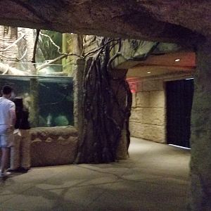Long Island Aquarium - Exit from Lost City of Atlantis shark exhibit, Amazon tank