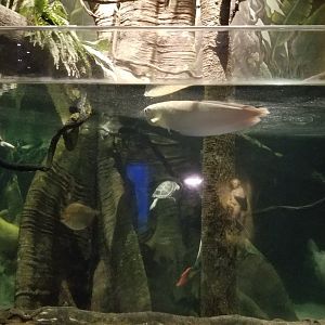 Long Island Aquarium - Amazon rainforest tank