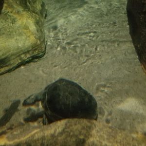 Long Island Aquarium - Amazon rainforest tank