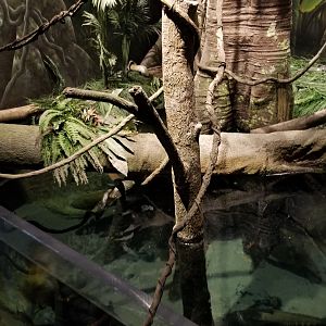 Long Island Aquarium - Amazon rainforest tank from above