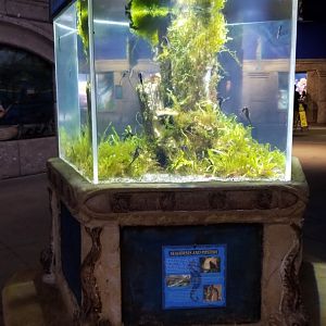 Long Island Aquarium - Seahorses