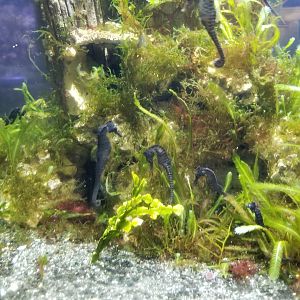 Long Island Aquarium - Seahorses