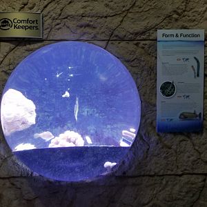Long Island Aquarium - Form & Function tank