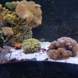 Long Island Aquarium - Form & Function tank