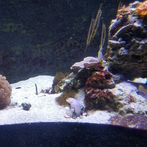 Long Island Aquarium - Form & Function tank