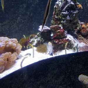 Long Island Aquarium - Form & Function tank