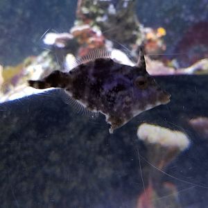 Long Island Aquarium - Form & Function tank