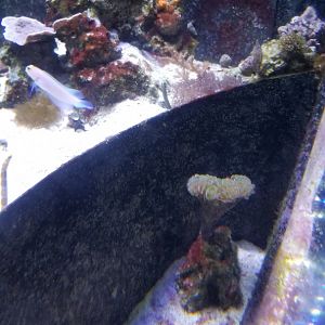 Long Island Aquarium - Form & Function tank