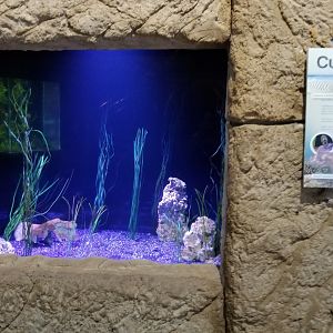 Long Island Aquarium - Cuttlefish tank