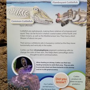 Long Island Aquarium - Cuttlefish tank