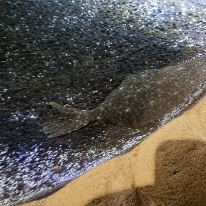 Long Island Aquarium - Flounder
