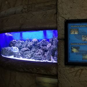 Long Island Aquarium - Pufferfish tank