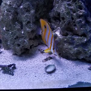 Long Island Aquarium - Pufferfish tank