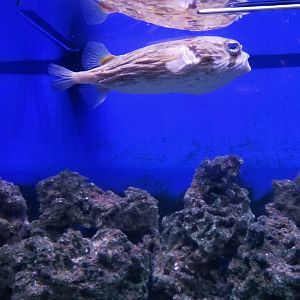 Long Island Aquarium - Pufferfish tank