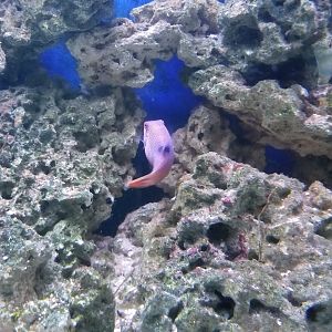 Long Island Aquarium - Pufferfish tank