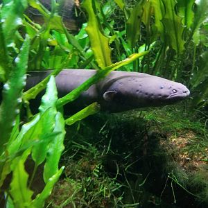 Long Island Aquarium - Electric eel